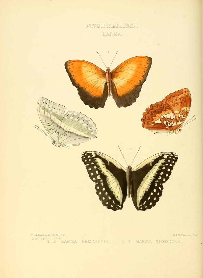 Illustrations of new species of exotic butterflies (10559618963)