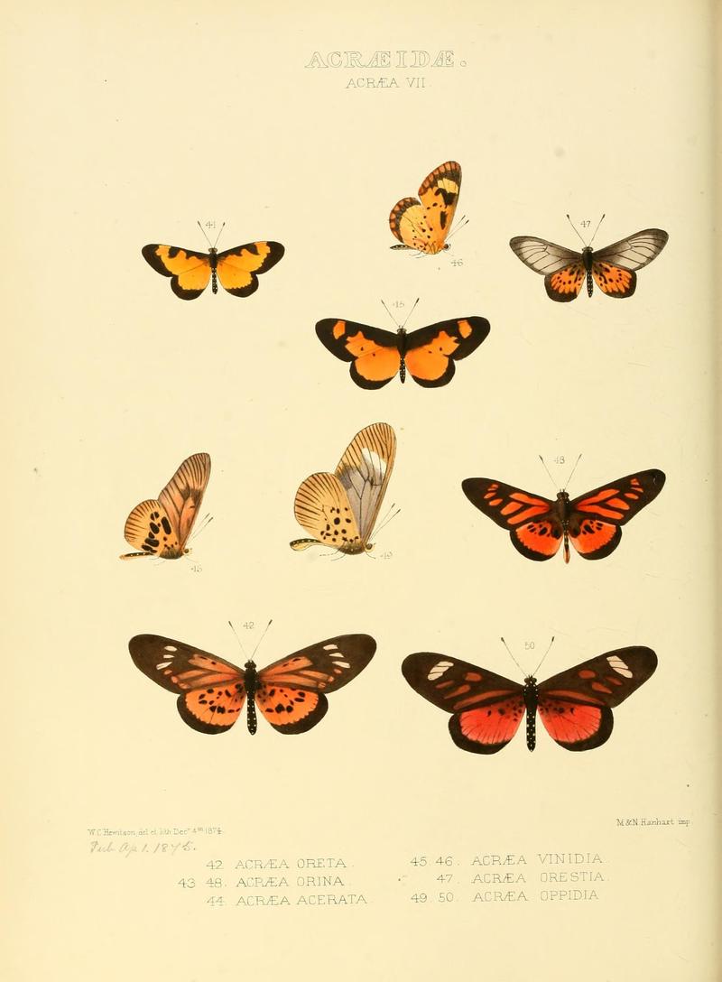 Illustrations of new species of exotic butterflies (Acraeidae- Acraea Pl VII) (7636758078)