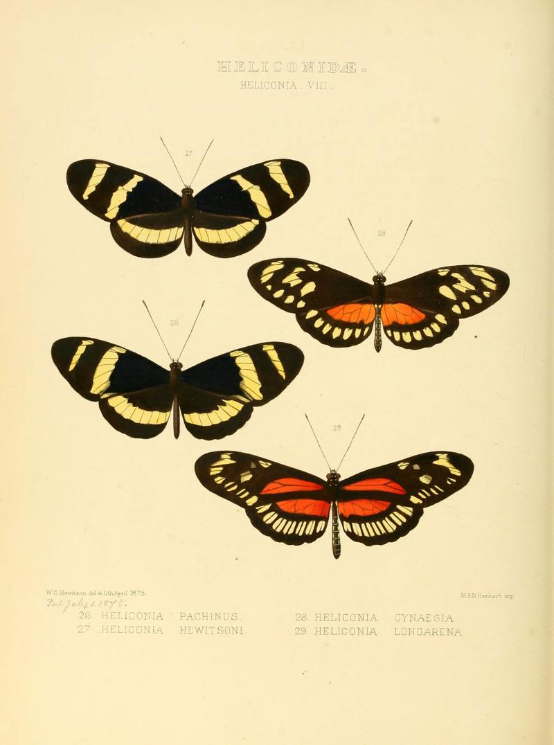Illustrations of new species of exotic butterflies (Heliconidae- Helicon) (6006142266)
