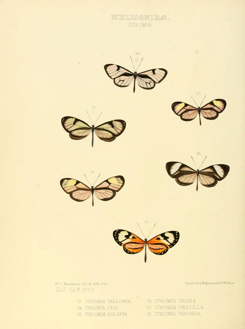 Illustrations of new species of exotic butterflies (Heliconidae- Ithomia III) (6005601403)