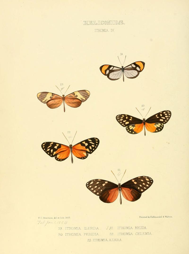 Illustrations of new species of exotic butterflies (Heliconidae- Ithomia IV) (6006144522)