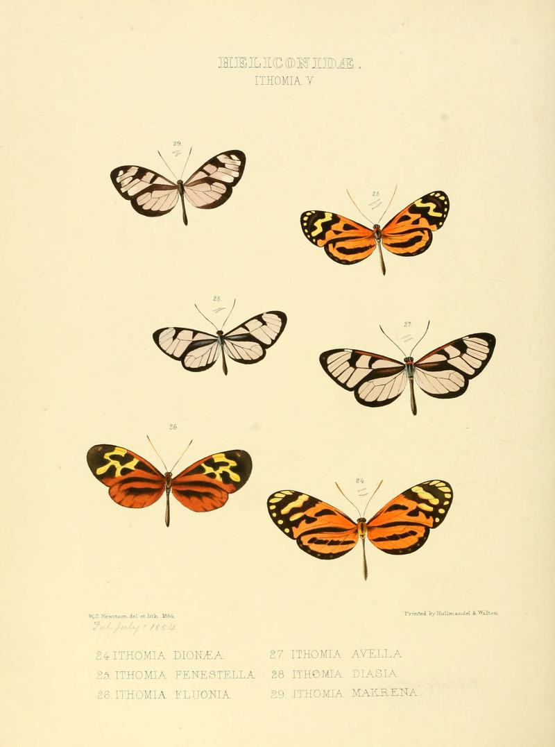 Illustrations of new species of exotic butterflies (Heliconidae- Ithomia V) (6005601839)