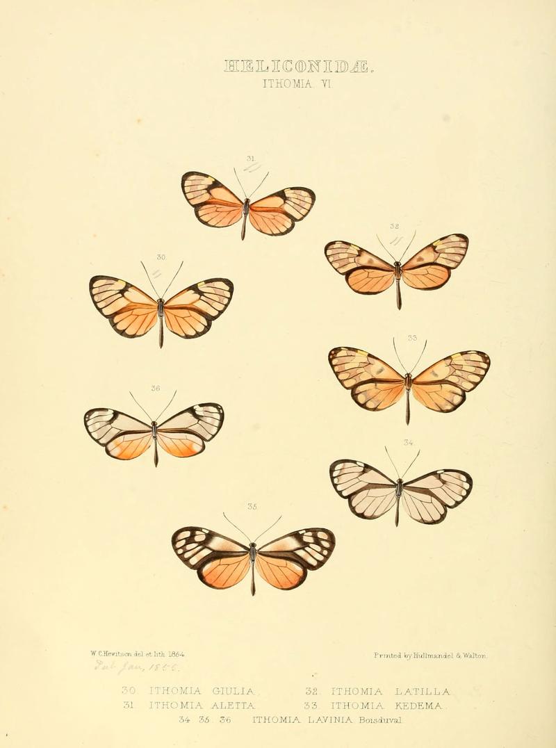 Illustrations of new species of exotic butterflies (Heliconidae- Ithomia VI) (6005602401)