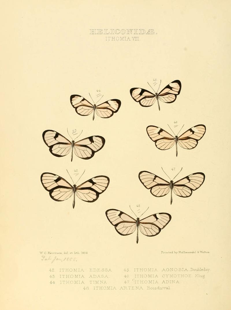 Illustrations of new species of exotic butterflies (Heliconidae- Ithomia VIII) (6005603025)