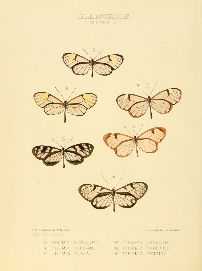 Illustrations of new species of exotic butterflies (Heliconidae- Ithomia X) (6005603907)