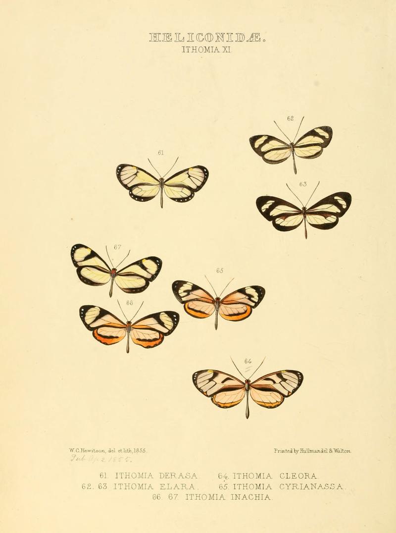 Illustrations of new species of exotic butterflies (Heliconidae- Ithomia XI) (6005604235)