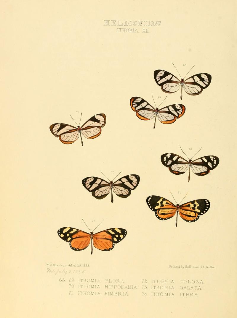Illustrations of new species of exotic butterflies (Heliconidae- Ithomia XII) (6006147356)