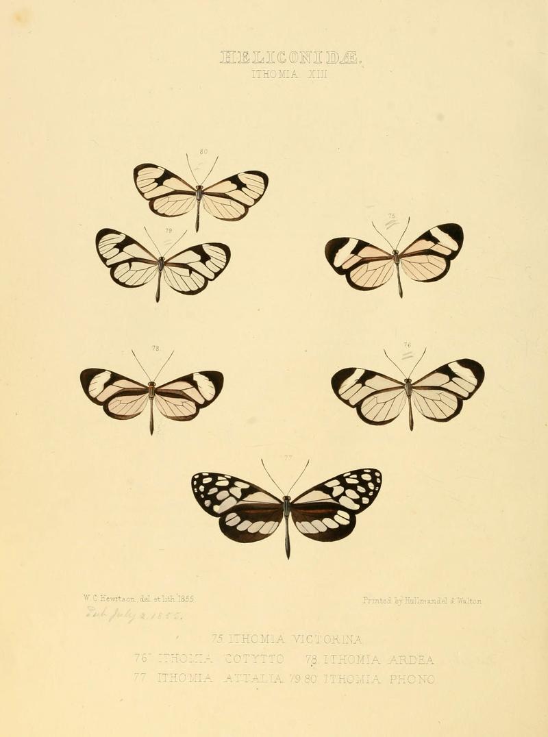 Illustrations of new species of exotic butterflies (Heliconidae- Ithomia XIII) (6005604831)