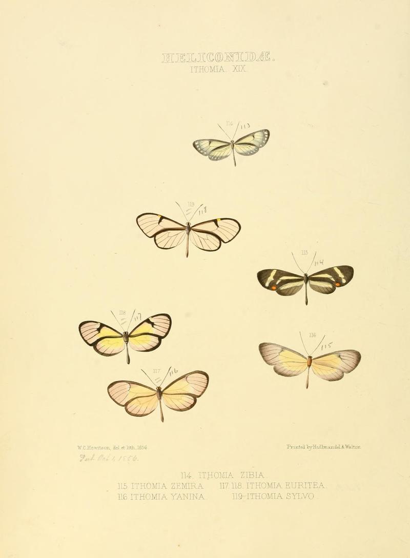 Illustrations of new species of exotic butterflies (Heliconidae- Ithomia XIX) (7636737066)
