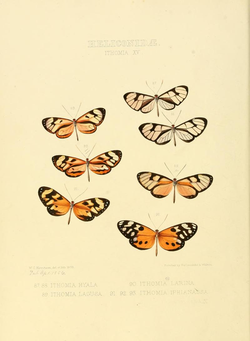 Illustrations of new species of exotic butterflies (Heliconidae- Ithomia XV) (7636733766)