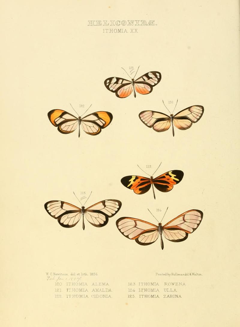 Illustrations of new species of exotic butterflies (Heliconidae- Ithomia XX) (7636737860)