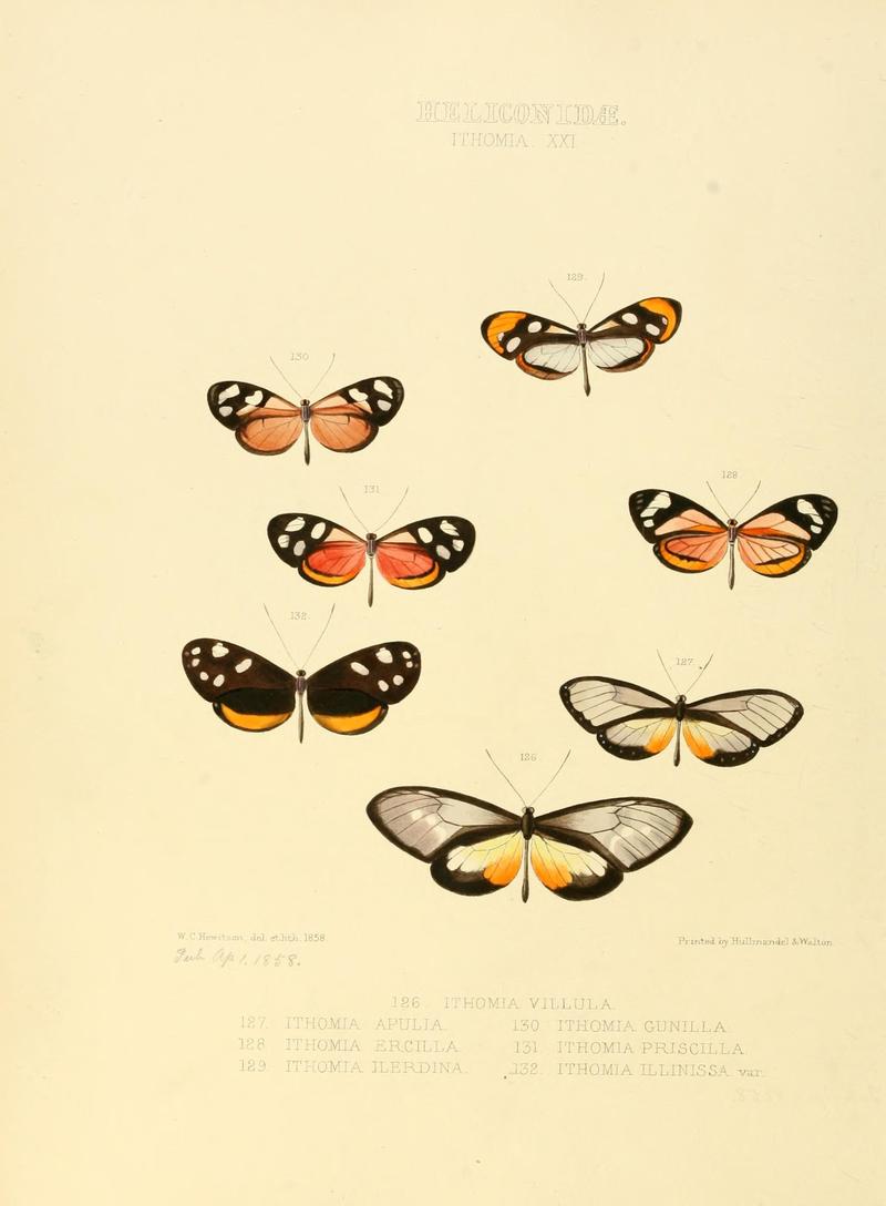 Illustrations of new species of exotic butterflies (Heliconidae- Ithomia XXI) (7636738756)
