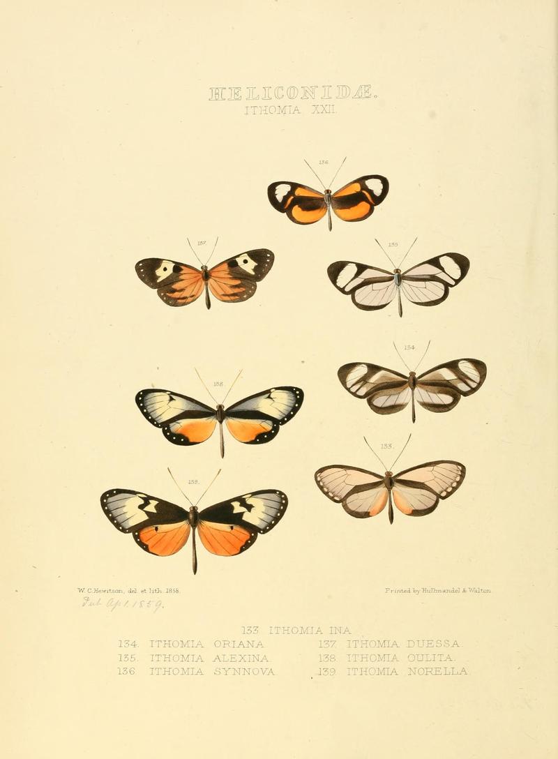Illustrations of new species of exotic butterflies (Heliconidae- Ithomia XXII) (7636739504)