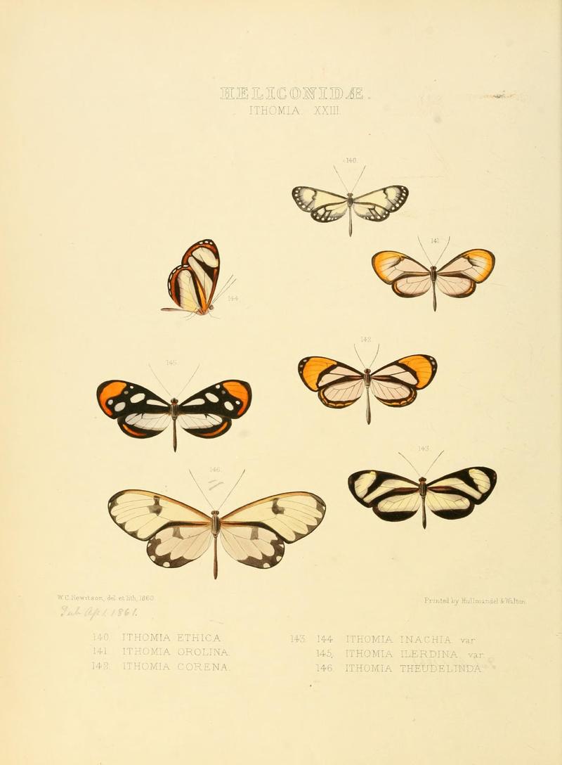 Illustrations of new species of exotic butterflies (Heliconidae- Ithomia XXIII) (7636740384)