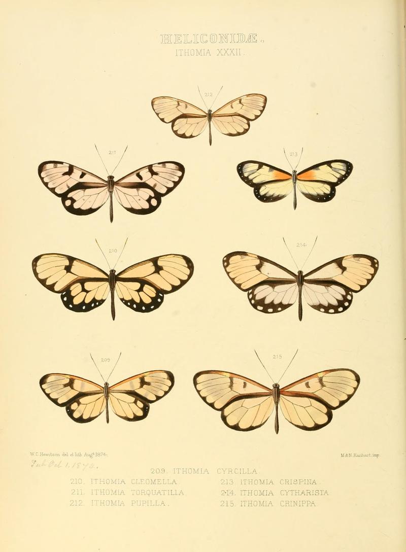 Illustrations of new species of exotic butterflies (Heliconidae- Ithomia XXXII) (7636748804)