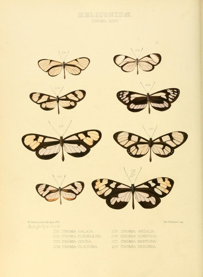 Illustrations of new species of exotic butterflies (Heliconidae- Ithomia XXXV) (7636751698)