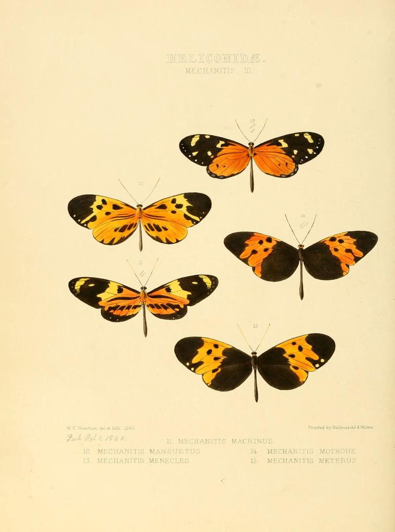Illustrations of new species of exotic butterflies (Heliconidae- Mechani III) (6005600501)