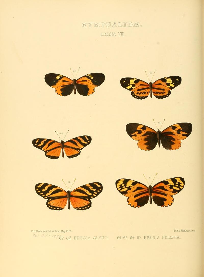 Illustrations of new species of exotic butterflies (Nymphalidae- Eresia VIII) (7636766252)