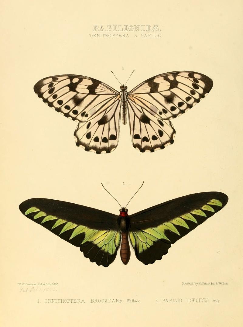 Illustrations of new species of exotic butterflies (Papilionidae- Ornith) (6006129098)