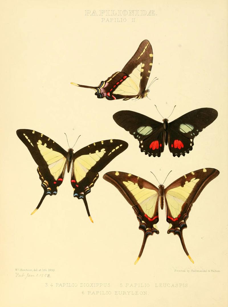 Illustrations of new species of exotic butterflies (Papilionidae- Papili) (6006129432)