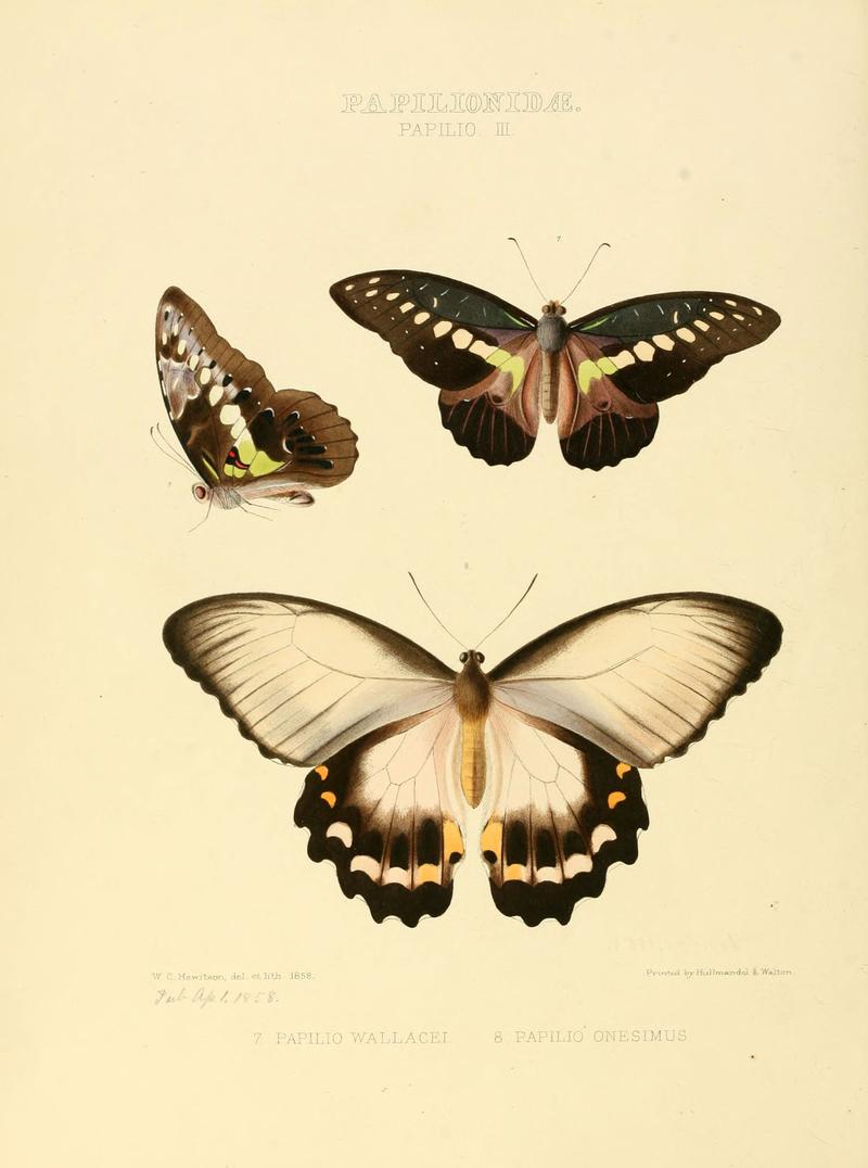Illustrations of new species of exotic butterflies (Papilionidae- Papili III) (6006129714)
