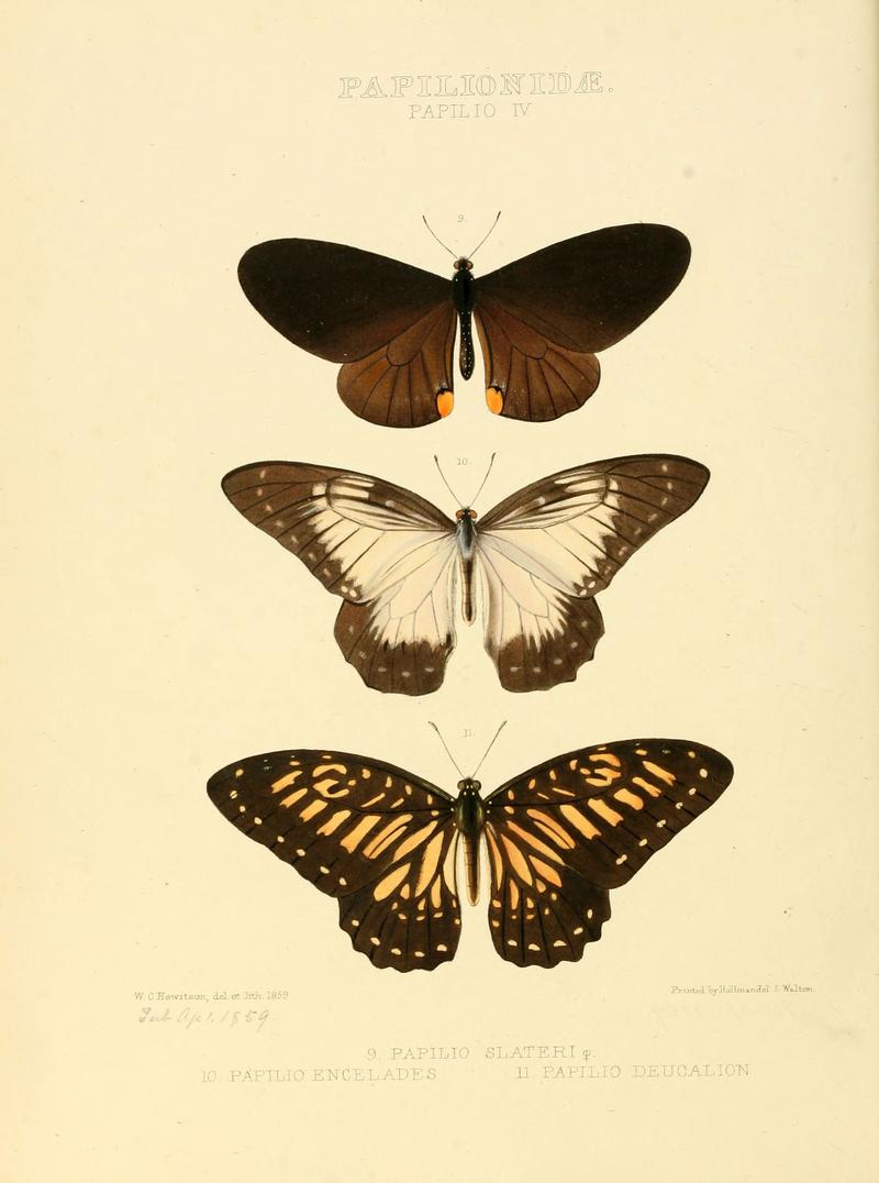 Illustrations of new species of exotic butterflies (Papilionidae- Papili IV) (6006129954)