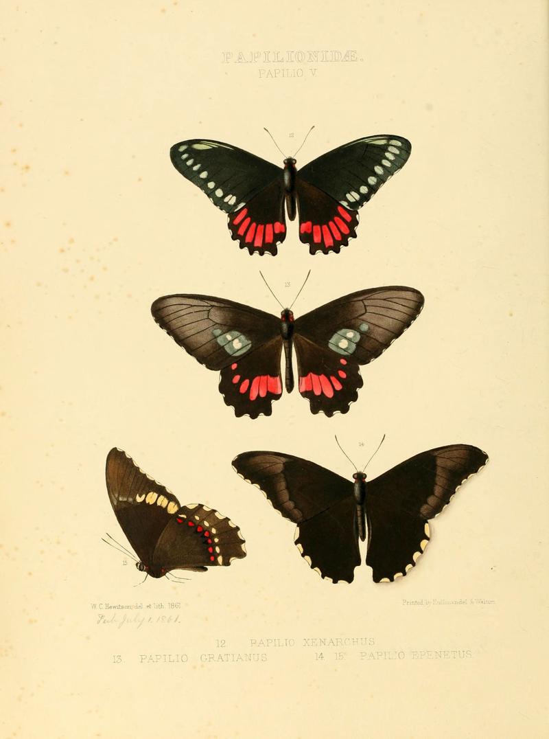Illustrations of new species of exotic butterflies (Papilionidae- Papili V) (6005587569)