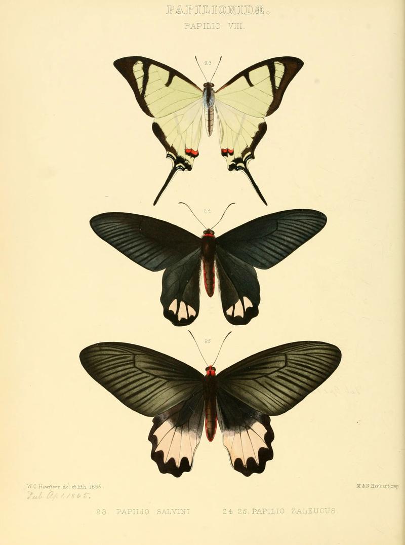 Illustrations of new species of exotic butterflies (Papilionidae- Papili VIII) (6006131068)