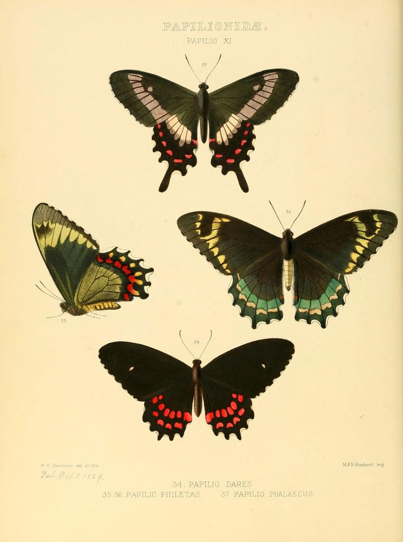 Illustrations of new species of exotic butterflies (Papilionidae- Papili XI) (6006132094)