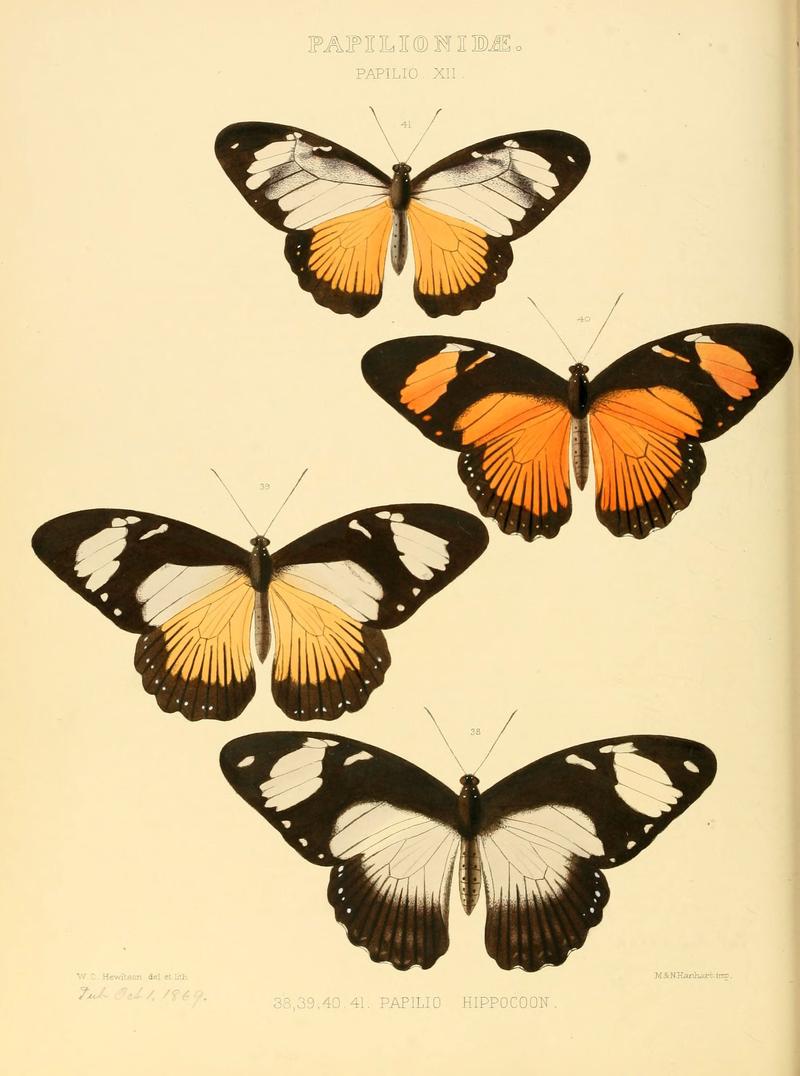 Illustrations of new species of exotic butterflies (Papilionidae- Papili XII) (6006132456)