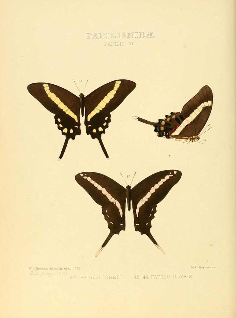 Illustrations of new species of exotic butterflies (Papilionidae- Papili XIII) (6005590303)