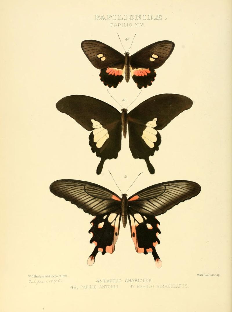 Illustrations of new species of exotic butterflies (Papilionidae- Papili XIV) (6005590517)