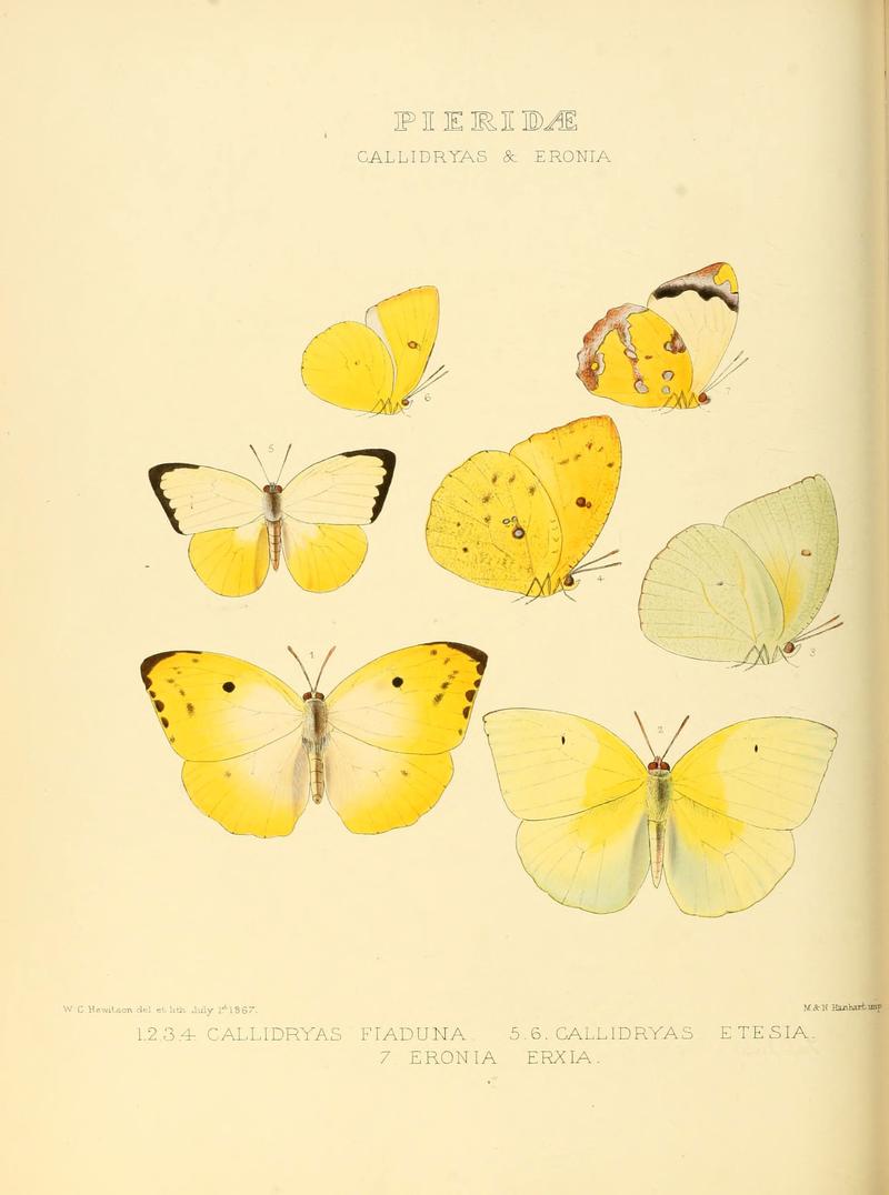 Illustrations of new species of exotic butterflies (Pieridae- Callidryas) (6005596545)