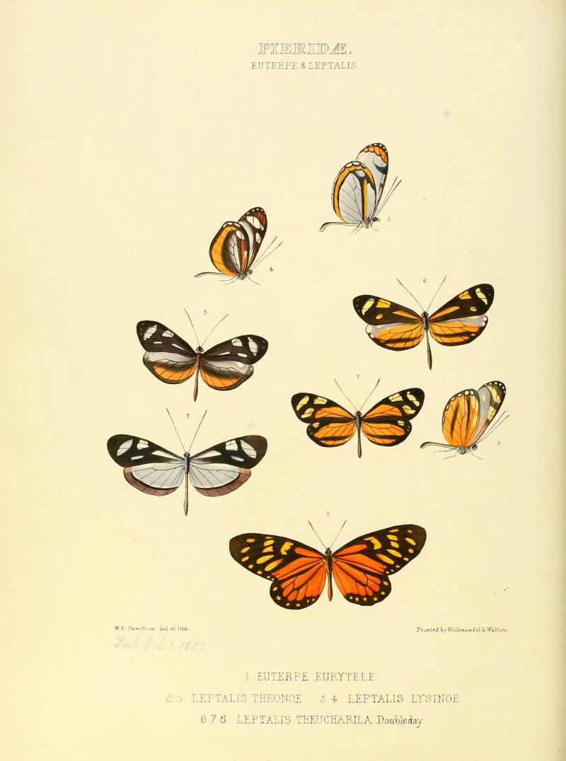 Illustrations of new species of exotic butterflies (Pieridae- Euterpe &) (6006137014)