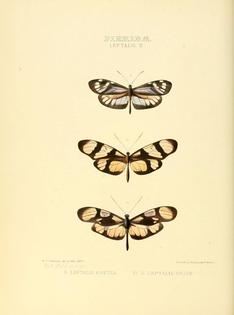 Illustrations of new species of exotic butterflies (Pieridae- Leptalis II) (6006137270)