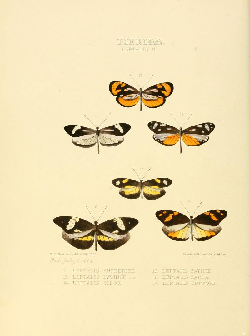 Illustrations of new species of exotic butterflies (Pieridae- Leptalis III) (6006137534)