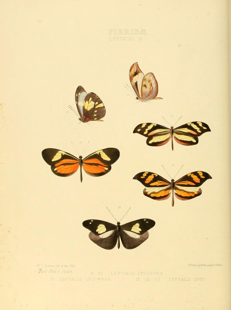 Illustrations of new species of exotic butterflies (Pieridae- Leptalis IV) (6005595325)
