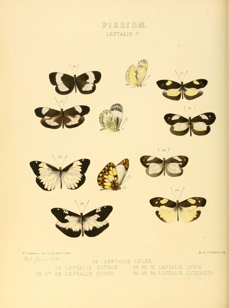 Illustrations of new species of exotic butterflies (Pieridae- Leptalis V) (6005595741)