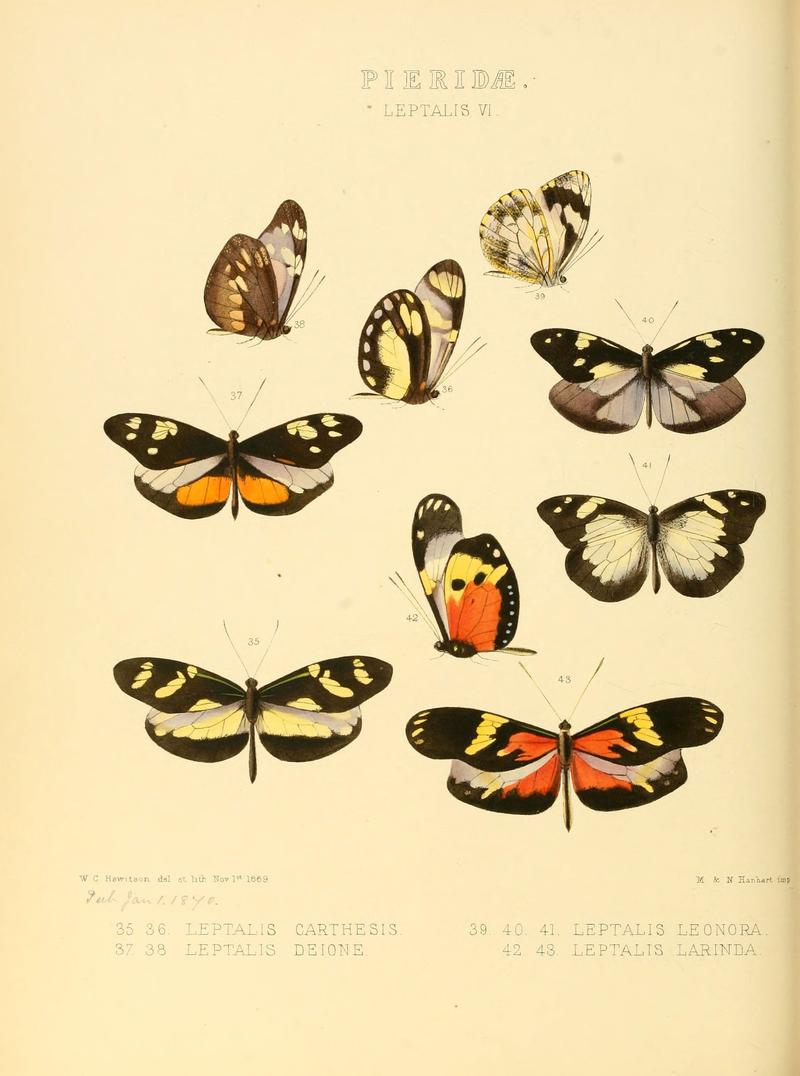 Illustrations of new species of exotic butterflies (Pieridae- Leptalis VI) (6006138384)