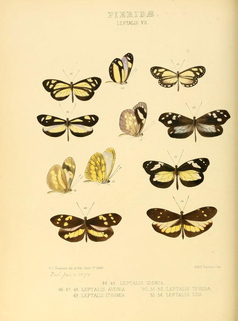 Illustrations of new species of exotic butterflies (Pieridae- Leptalis VII) (6005596239)