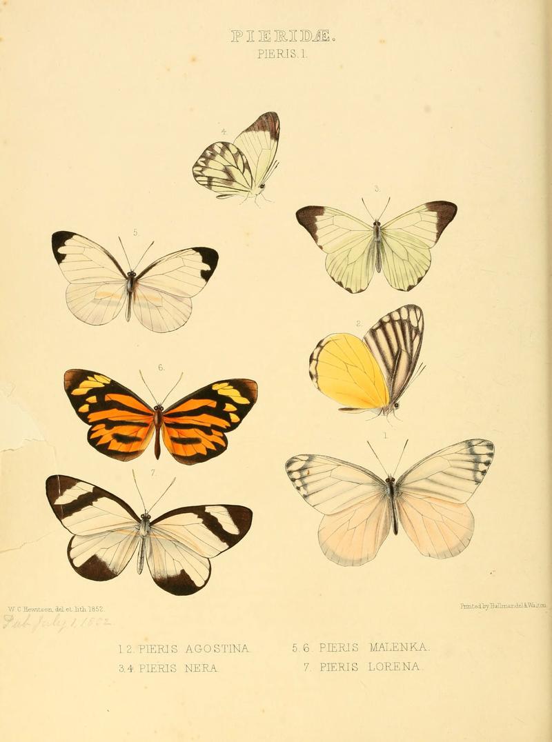 Illustrations of new species of exotic butterflies (Pieridae- Pieris I) (6006133692)