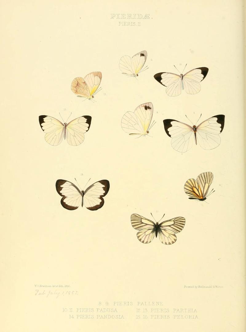 Illustrations of new species of exotic butterflies (Pieridae- Pieris II) (6005591451)