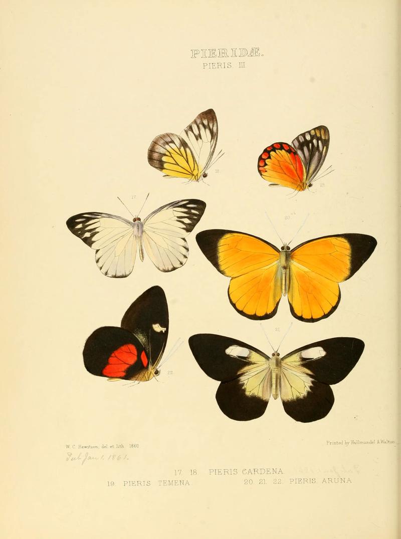 Illustrations of new species of exotic butterflies (Pieridae- Pieris III) (6006134592)