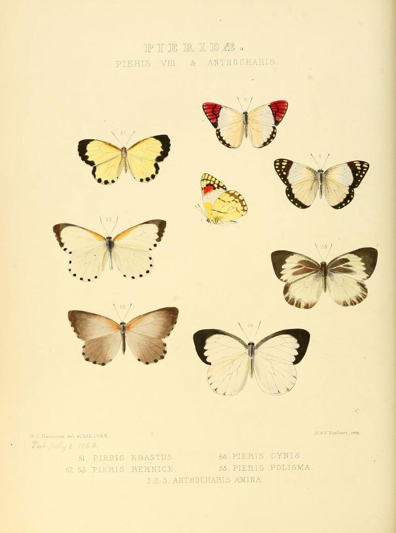 Illustrations of new species of exotic butterflies (Pieridae- Pieris VII) (6005593485)