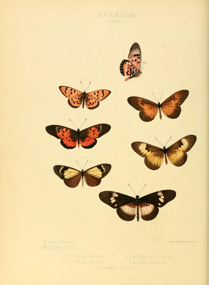 Illustrations of new species of exotic butterflies Acræa I