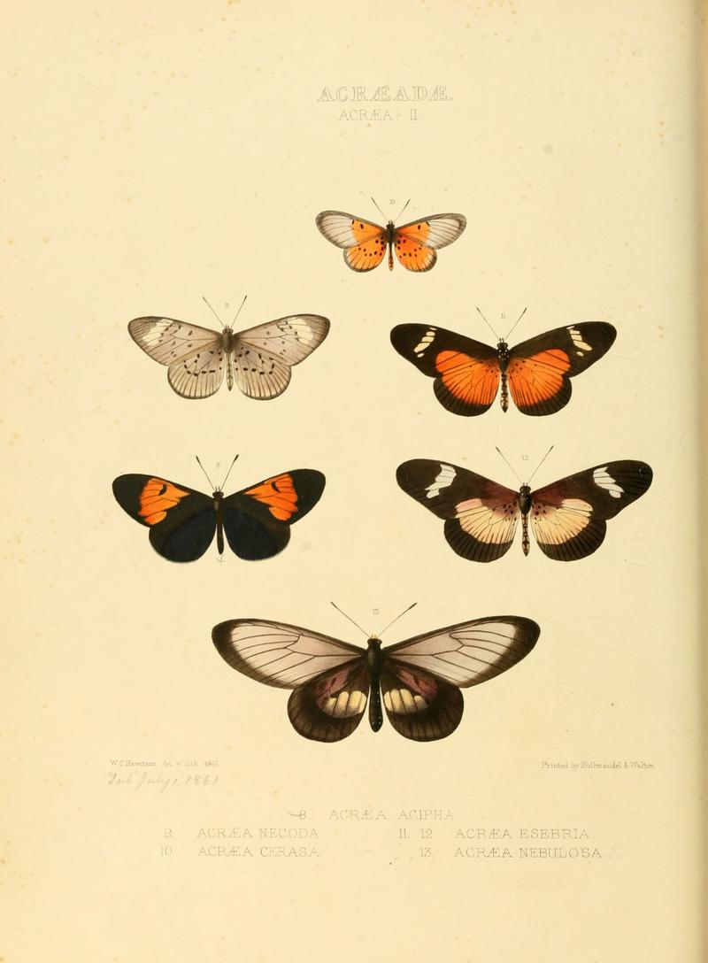 Illustrations of new species of exotic butterflies Acræa II