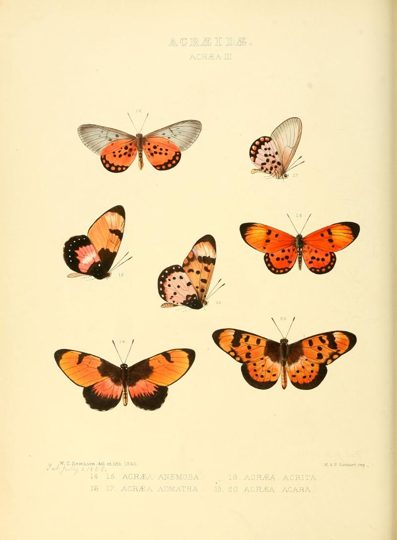 Illustrations of new species of exotic butterflies Acræa III