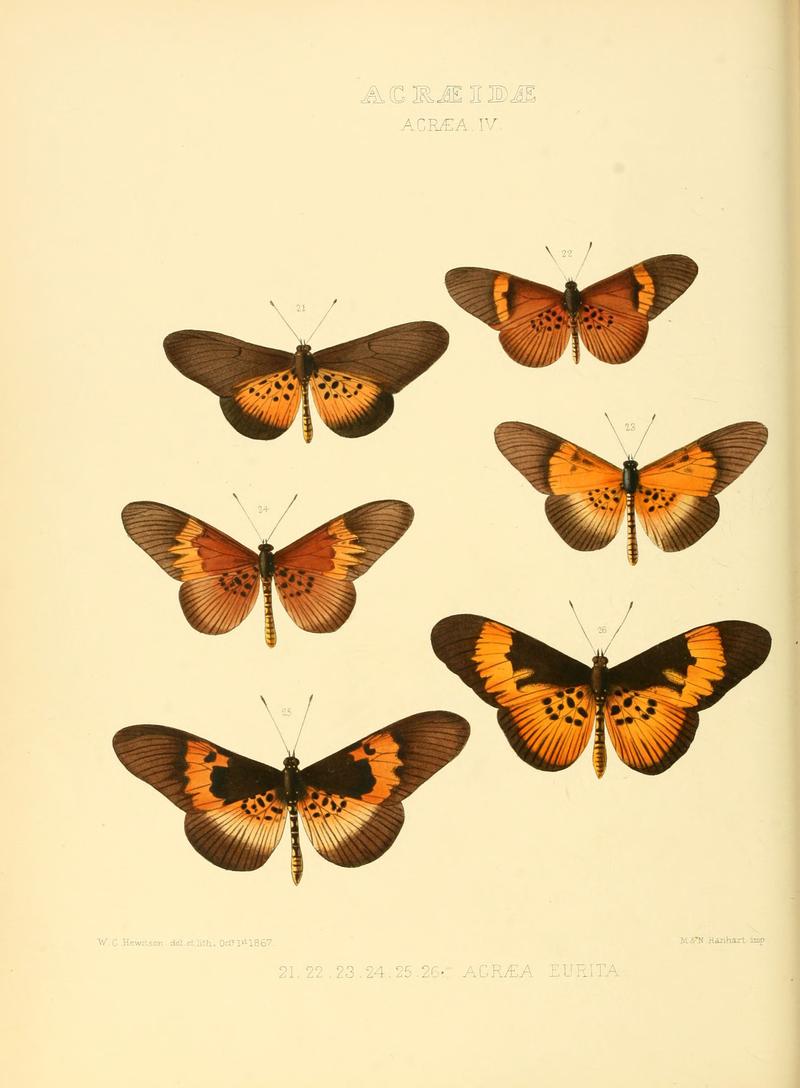 Illustrations of new species of exotic butterflies Acræa IV