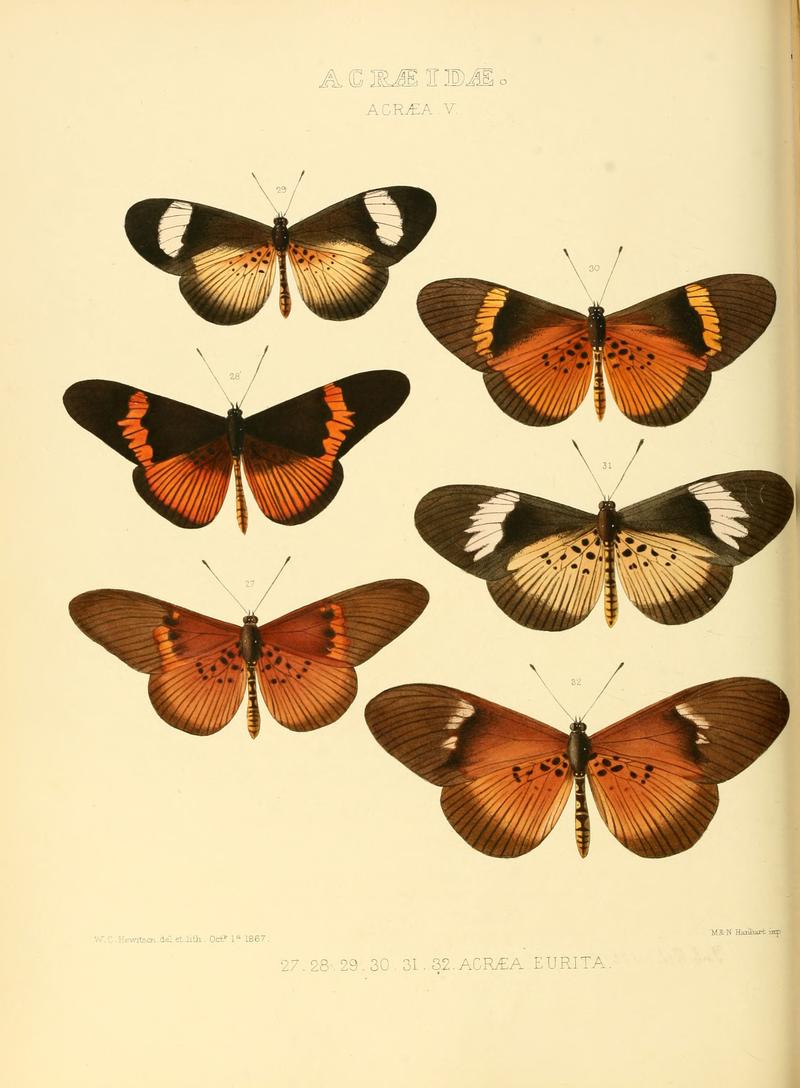 Illustrations of new species of exotic butterflies Acræa V