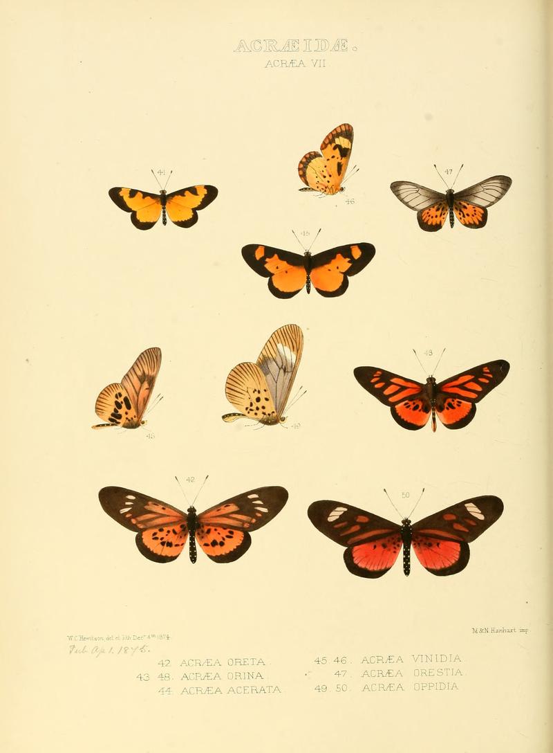 Illustrations of new species of exotic butterflies Acræa VII